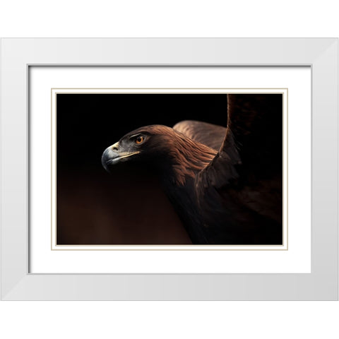 Golden Eagle Portrait White Modern Wood Framed Art Print with Double Matting by Itoyama, Eiji