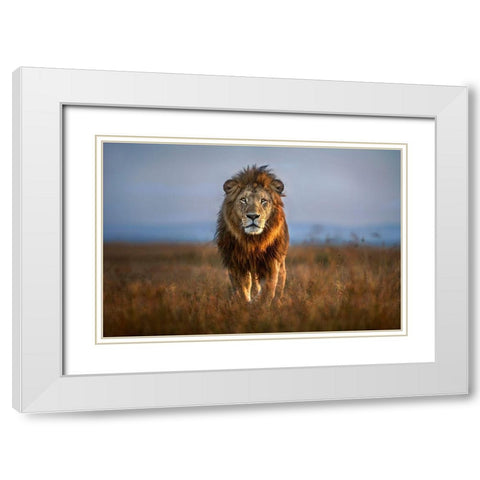 Lion Close Up White Modern Wood Framed Art Print with Double Matting by Ortega, Xavier