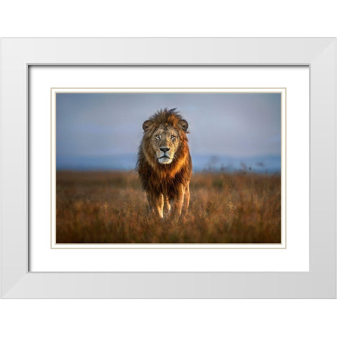 Lion Close Up White Modern Wood Framed Art Print with Double Matting by Ortega, Xavier
