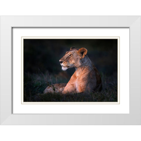 Lone Lioness White Modern Wood Framed Art Print with Double Matting by Ortega, Xavier