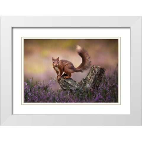 Above The Heathers White Modern Wood Framed Art Print with Double Matting by O Mahony, Kieran