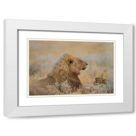 Male Lion With Cub White Modern Wood Framed Art Print with Double Matting by Ozmen, Ozkan