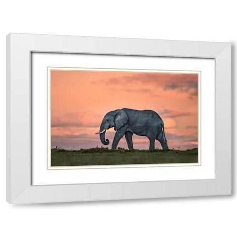 Elephant At Dusk White Modern Wood Framed Art Print with Double Matting by Ortega, Xavier