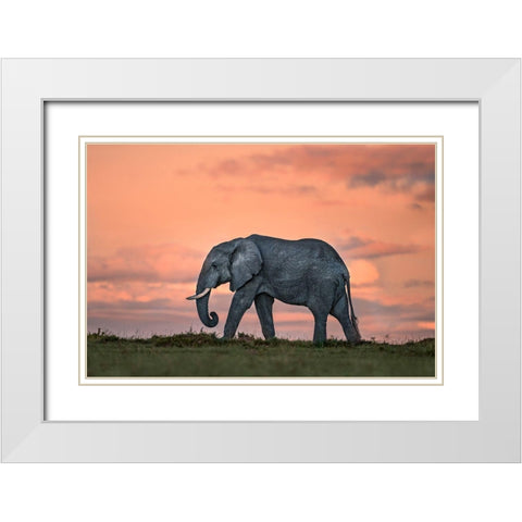 Elephant At Dusk White Modern Wood Framed Art Print with Double Matting by Ortega, Xavier