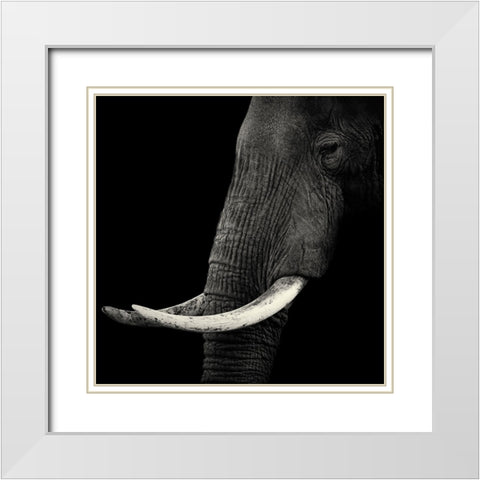 Elephant Profile White Modern Wood Framed Art Print with Double Matting by Bertsch, Hannes