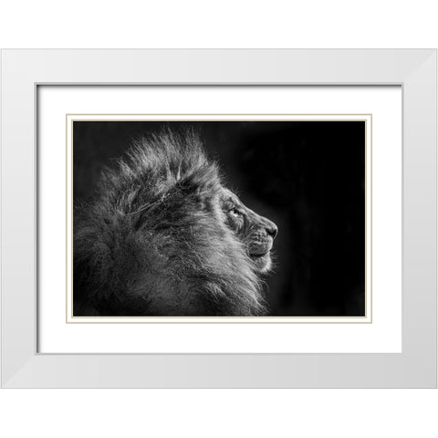 Simba In Monochrome White Modern Wood Framed Art Print with Double Matting by C. Sink, Jeffrey