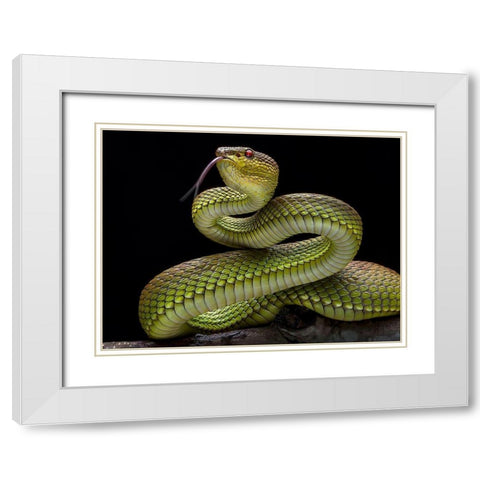 Golden Venomous Viper Snake White Modern Wood Framed Art Print with Double Matting by Maududdin, Fauzan