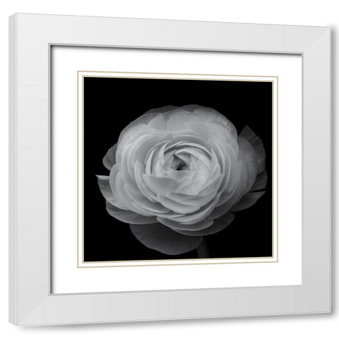 Ranunculus White Modern Wood Framed Art Print with Double Matting by Gronkjar, Lotte