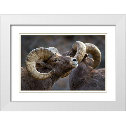 Bighorn Sheep-Ovis Canadensis White Modern Wood Framed Art Print with Double Matting by Verdon