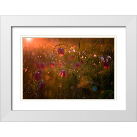 Potpourri White Modern Wood Framed Art Print with Double Matting by Mijer, Wil