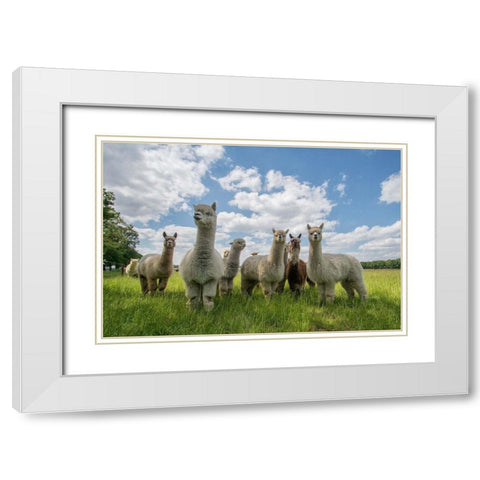 Send In The Alpacas! White Modern Wood Framed Art Print with Double Matting by Van Den, Gert