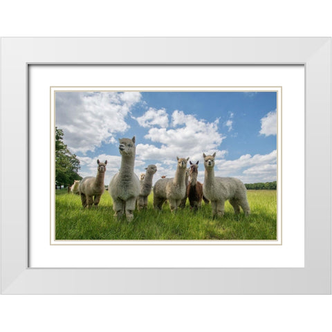 Send In The Alpacas! White Modern Wood Framed Art Print with Double Matting by Van Den, Gert