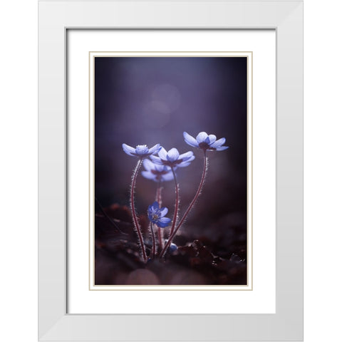 Some Light For Dark Days White Modern Wood Framed Art Print with Double Matting by Dvorak, Petra