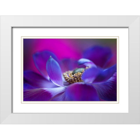 Windflower White Modern Wood Framed Art Print with Double Matting by Parker, Jacky