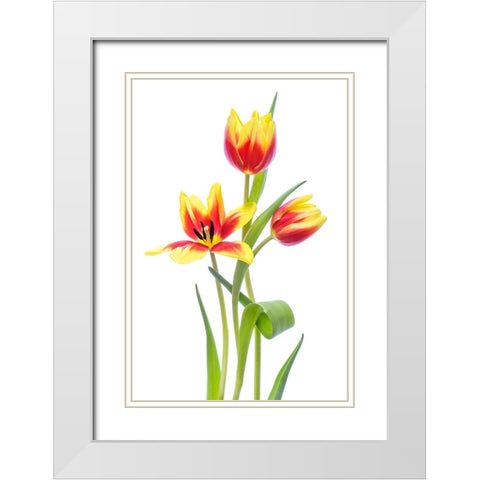 Spring White Modern Wood Framed Art Print with Double Matting by Parker, Jacky