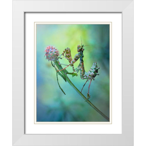 Nymph White Modern Wood Framed Art Print with Double Matting by Hoffman, Jimmy