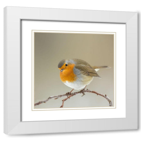 Inquisitive White Modern Wood Framed Art Print with Double Matting by Keizer, Annie