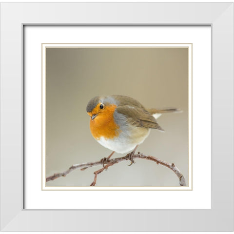 Inquisitive White Modern Wood Framed Art Print with Double Matting by Keizer, Annie