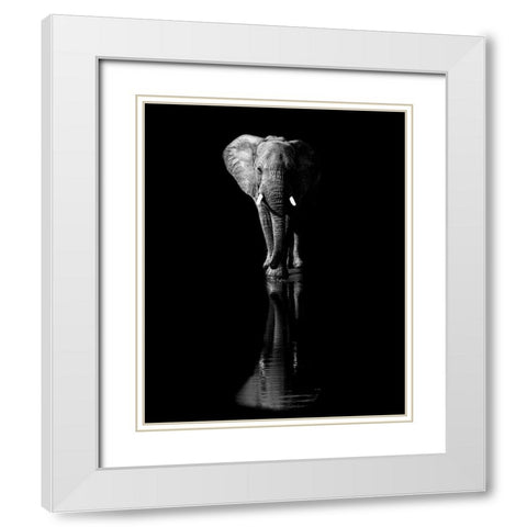 Elephant White Modern Wood Framed Art Print with Double Matting by Fischer, Jie