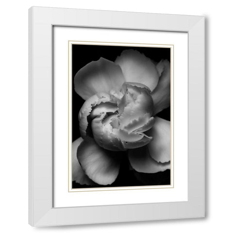 White Flower White Modern Wood Framed Art Print with Double Matting by Ross, Francisco
