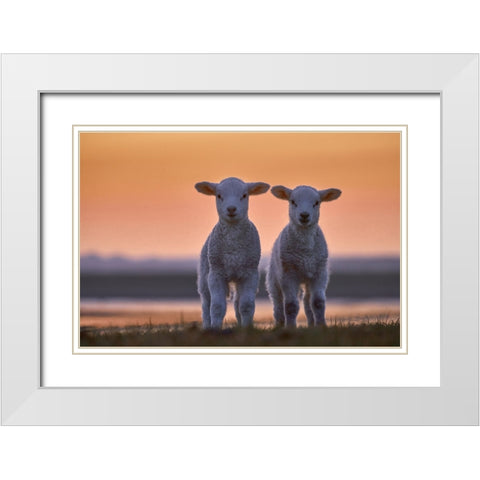 Lamb Twins White Modern Wood Framed Art Print with Double Matting by Balzer, Bodo