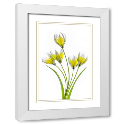 Tulipa White Modern Wood Framed Art Print with Double Matting by Disher, Mandy