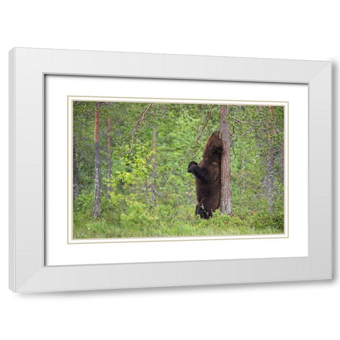 Scratching White Modern Wood Framed Art Print with Double Matting by Pozzi, Marco