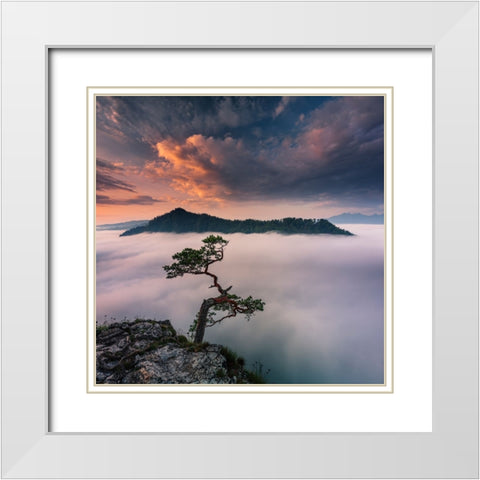 Bonsai VI White Modern Wood Framed Art Print with Double Matting by Nienartowicz, Karol