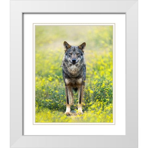 Iberian Wolf White Modern Wood Framed Art Print with Double Matting by Fegari