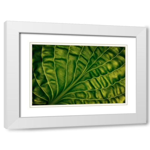 Leaf Of A Hosta White Modern Wood Framed Art Print with Double Matting by Gronkjar, Lotte