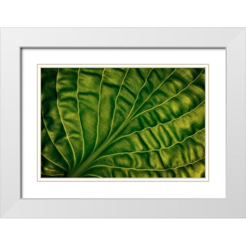 Leaf Of A Hosta White Modern Wood Framed Art Print with Double Matting by Gronkjar, Lotte