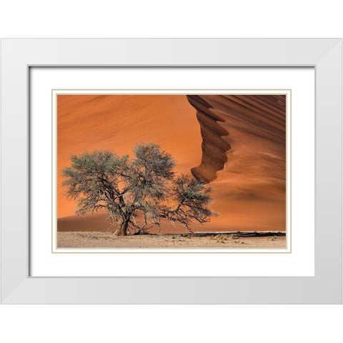 Acacia In The Desert White Modern Wood Framed Art Print with Double Matting by Ruoppolo, Luigi