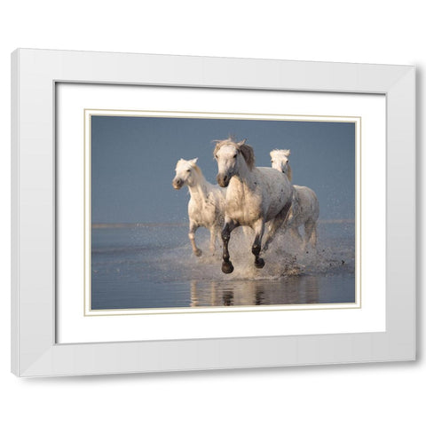 Camargue Horses On Sunset White Modern Wood Framed Art Print with Double Matting by Anton, Rostovskiy
