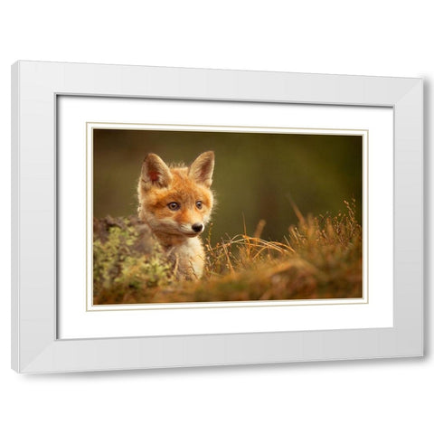 Fox White Modern Wood Framed Art Print with Double Matting by Adamec, Robert