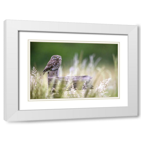 Little Owl White Modern Wood Framed Art Print with Double Matting by Redaelli, Marco