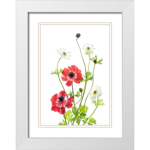 Spring Anemone Family White Modern Wood Framed Art Print with Double Matting by iPuraVida