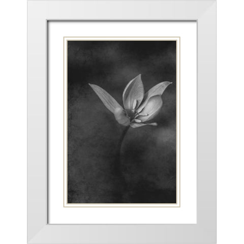 The Crocus White Modern Wood Framed Art Print with Double Matting by Kiral, Cicek