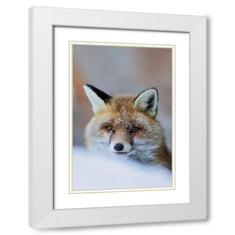 Red Fox White Modern Wood Framed Art Print with Double Matting by Bolla, Paolo
