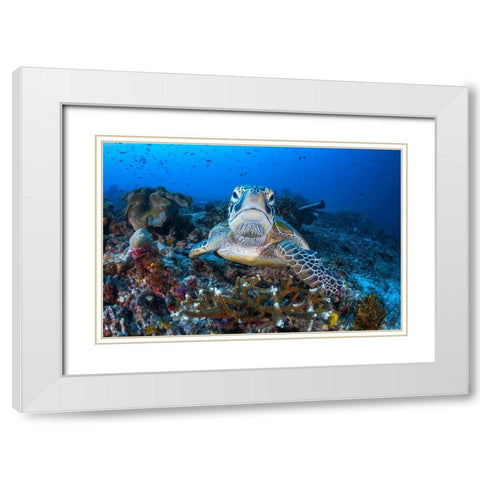 Face To Face With A Green Turtle White Modern Wood Framed Art Print with Double Matting by Gabriel, Barathieu
