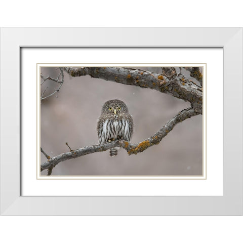 Little Guy In The Snow White Modern Wood Framed Art Print with Double Matting by Barsh, Greg