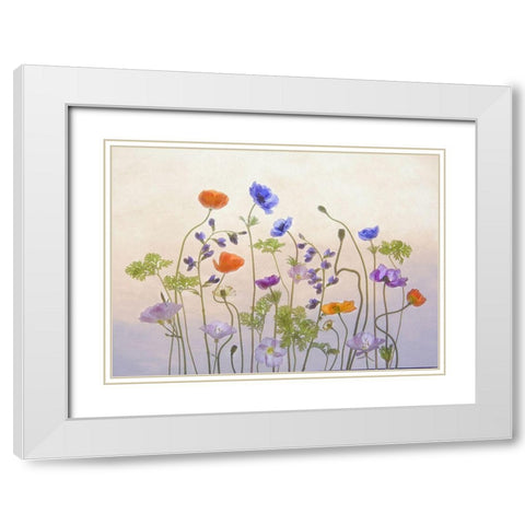 Poppy A Anemone White Modern Wood Framed Art Print with Double Matting by W., Catherine
