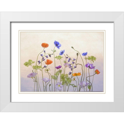 Poppy A Anemone White Modern Wood Framed Art Print with Double Matting by W., Catherine