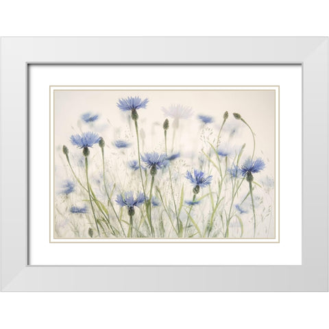 Cornflowers White Modern Wood Framed Art Print with Double Matting by Talen, Nel