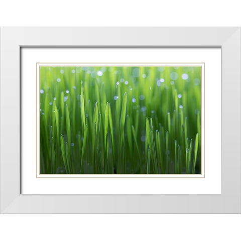 Wheat White Modern Wood Framed Art Print with Double Matting by Krenek, Peter