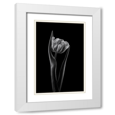 Rembrandt Tulip White Modern Wood Framed Art Print with Double Matting by Gronkjar, Lotte