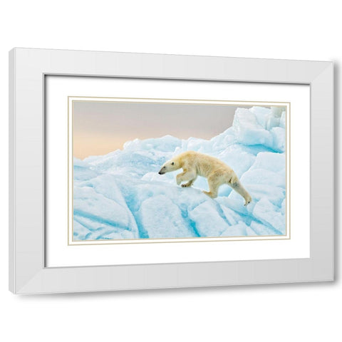 Polar Bear At Svalbard White Modern Wood Framed Art Print with Double Matting by Gil Raga, Joan