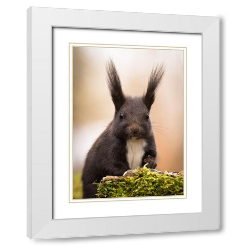 Squirrel White Modern Wood Framed Art Print with Double Matting by Adamec, Robert