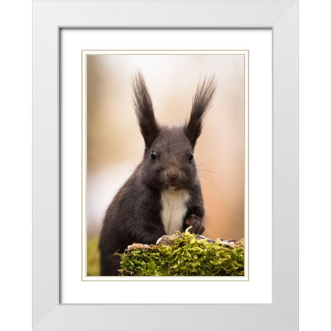 Squirrel White Modern Wood Framed Art Print with Double Matting by Adamec, Robert