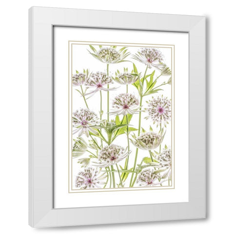 .Astrantia. White Modern Wood Framed Art Print with Double Matting by Disher, Mandy