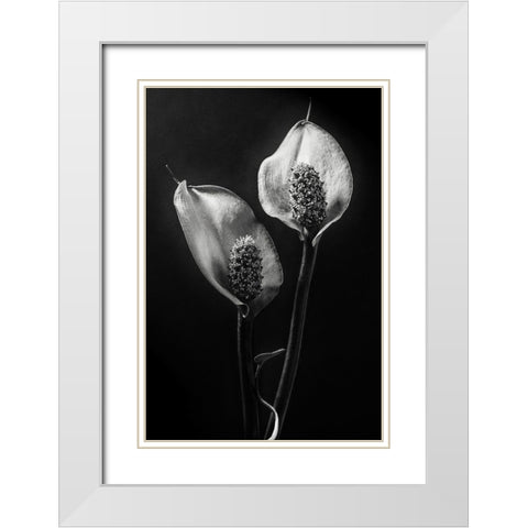 Spathiphyllum White Modern Wood Framed Art Print with Double Matting by Clough, Stephen